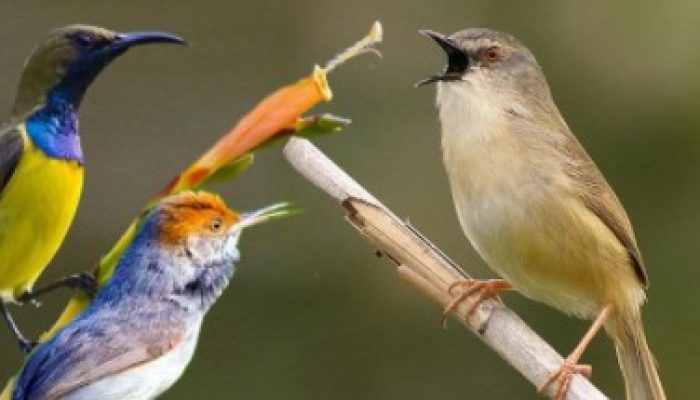 download-kompilasi-suara-burung-mp3