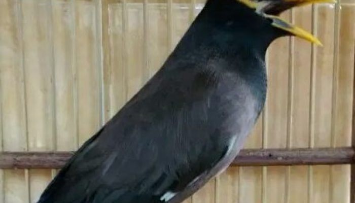 inilah-keistimewaan-burung-jalak-nias