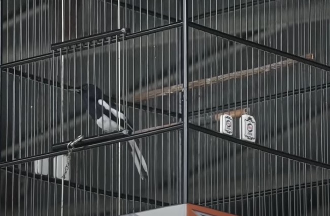 Cara Mengatasi Burung Kacer Takut Juri Saat Dilombakan