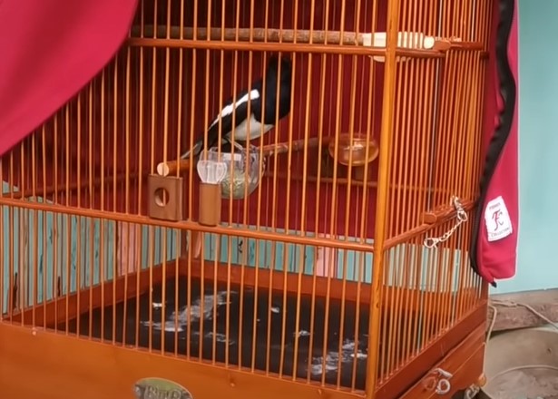 Kalian Wajib Tau Perbedaan Kacer On Ngunci Dan Tanggung