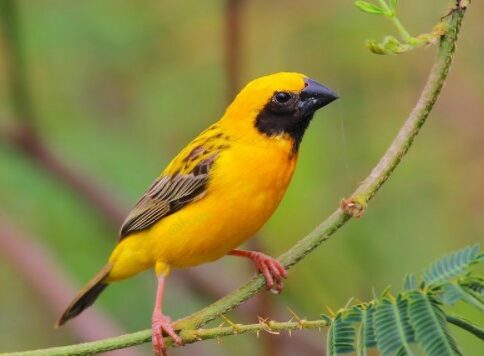 Download Suara Burung Manyar Asli Untuk Pikat Mp3