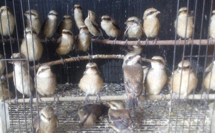 11 Makanan Burung Pentet Agar Cepat Gacor