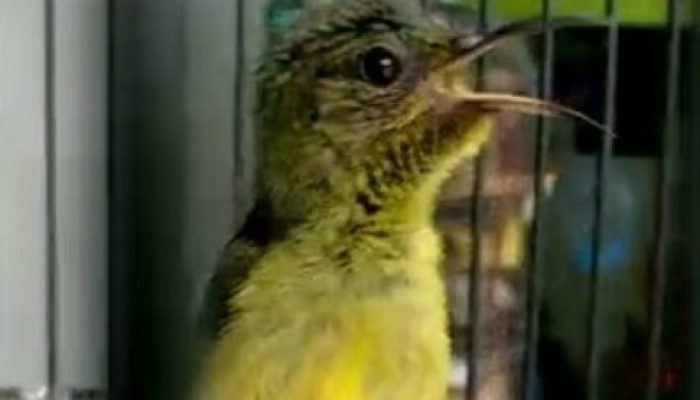 perawatan-burung-kolibri-ninja-supaya-cepat-gacor