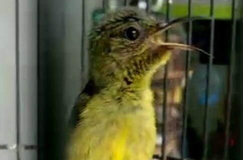 Perawatan Burung Kolibri Ninja Supaya Cepat Gacor