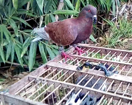 Cara Merawat Burung Dara
