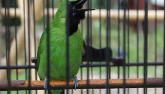 inilah-mitos-memelihara-burung-cucak-ijo