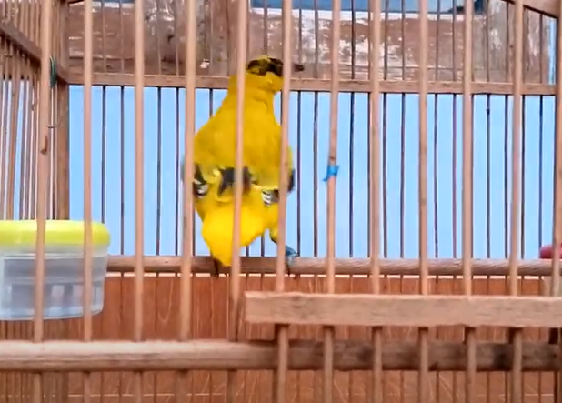 Mengenal Mitos Burung Kepodang