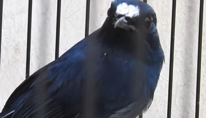 mengenal-burung-anis-bintang