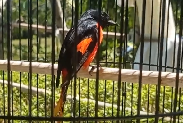 Cara Merawat Burung Mantenan