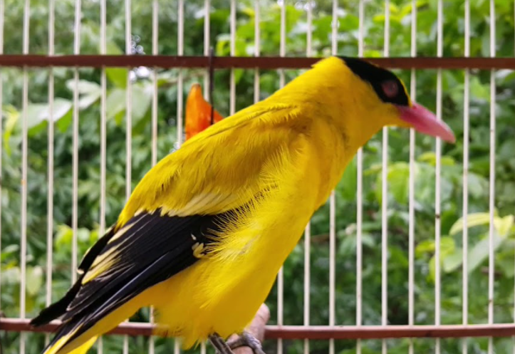 Harga Burung Kepodang