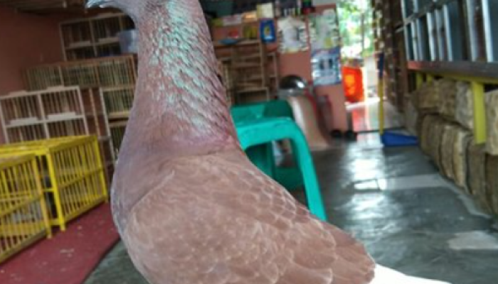 makanan-yang-bagus-untuk-burung-merpati
