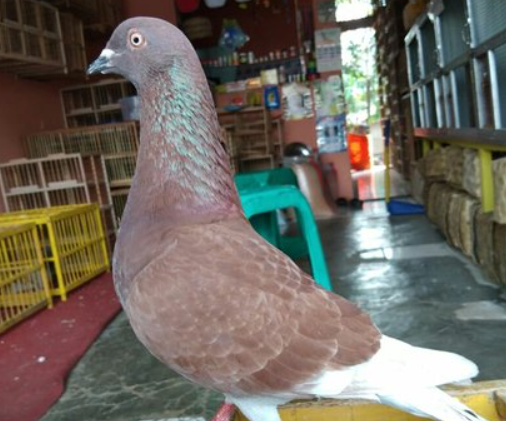 Makanan Yang Bagus Untuk Burung Merpati
