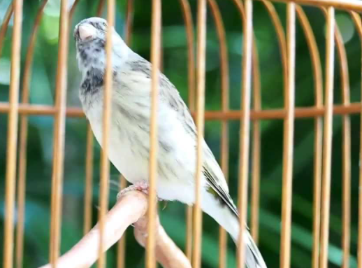 Cara Merawat Burung Blackthroat Agar Rajin Bunyi