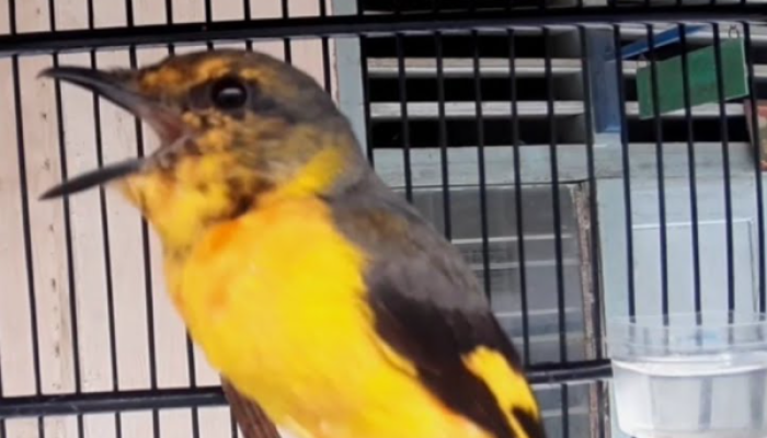 makanan-burung-mantenan-agar-cepat-gacor