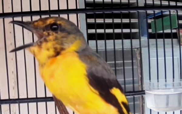 Makanan Burung Mantenan Agar Cepat Gacor