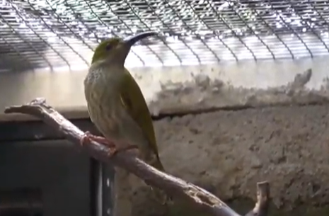 Cara Merawat Burung Pijantung