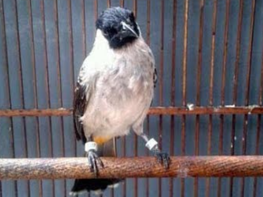 Makanan Favorit Burung Kutilang