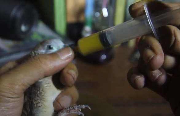 Cara Membuat Jamu Untuk Perkutut Agar Gacor
