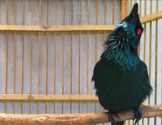 Apa Makanan Kesukaan Burung Cucak Keling