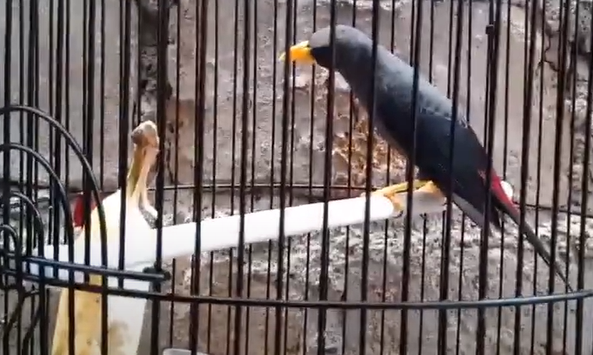 Makanan Burung Jalak Rio Rio