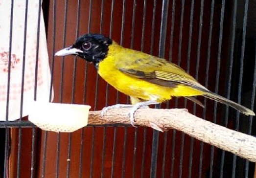 Cara Merawat Burung Samyong Agar Cepat Gacor