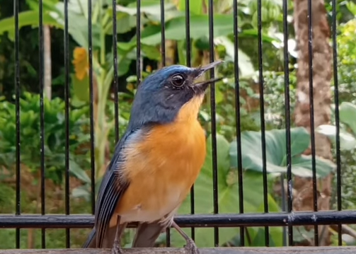 Harga Burung Tledekan