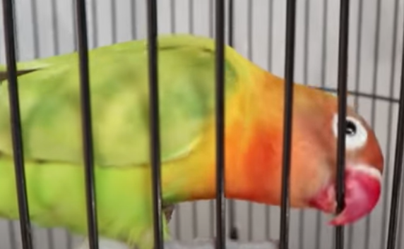Ciri Lovebird Over Birahi Dan Cara Mengatasinya