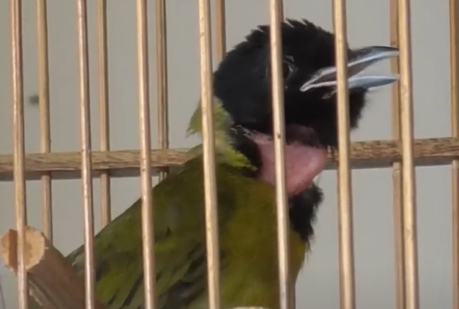 Harga Burung Samyong