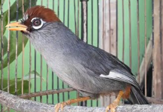 Harga Burung Poksay Mandarin