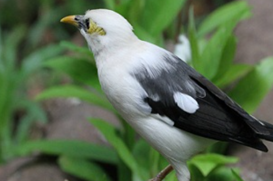 Cara Merawat Burung Jalak Putih