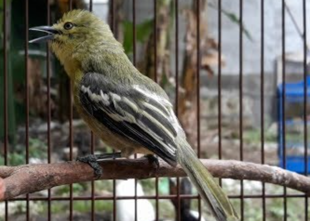 Harga Burung Sirtu