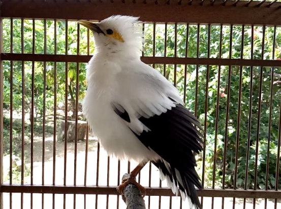 Makanan Burung Jalak Putih
