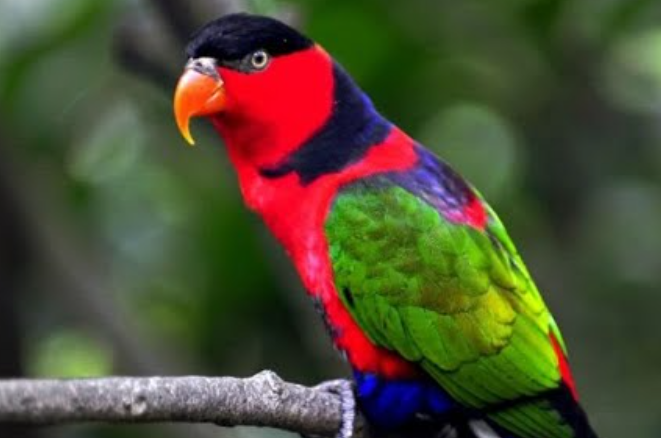 Cara Merawat Burung Nuri Kepala Hitam
