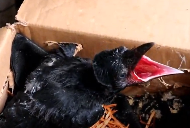 Harga Burung Gagak