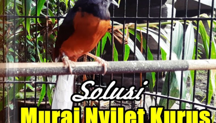 cara-merawat-dan-mengobati-burung-murai-batu-yang-nyilet