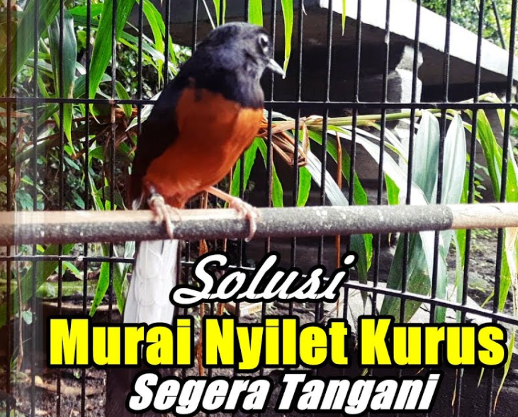 Cara Merawat Dan Mengobati Burung Murai Batu Yang Nyilet