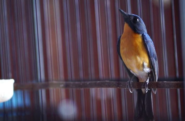 Cara Merawat Burung Tledekan Gunung Biar Gacor
