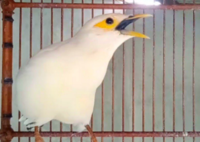 Harga Burung Jalak Putih