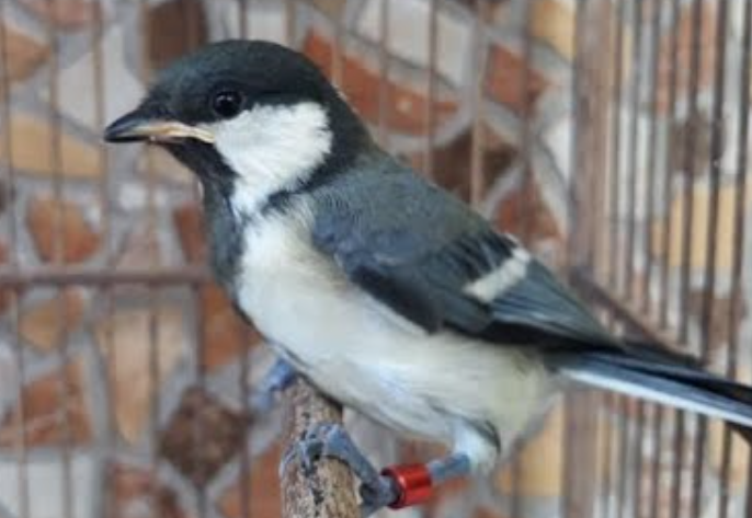 Cara Merawat Burung Gelatik Agar Cepat Gacor