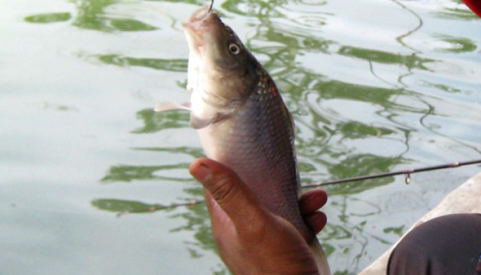 umpan-air-tawar-:-racikan-umpan-djempol-amis-spesial-untuk-ikan-mas