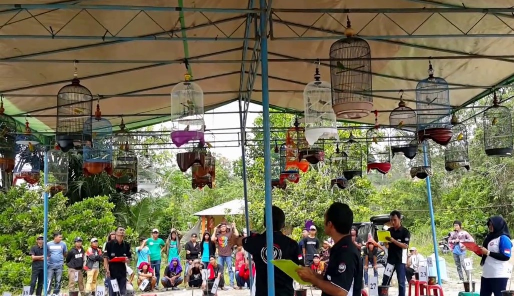Cara Menang Juara Lomba Lovebird