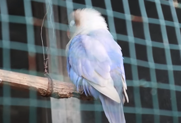 Cara Merawat Burung Lovebird Yang Nyilet