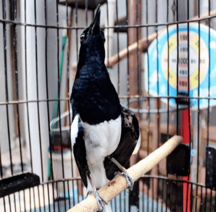 Menu Makanan Burung Kacer Agar Cepat Gacor