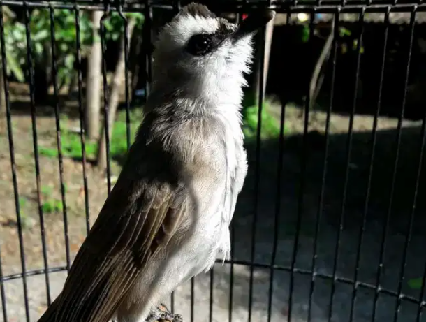 Harga Burung Trucukan