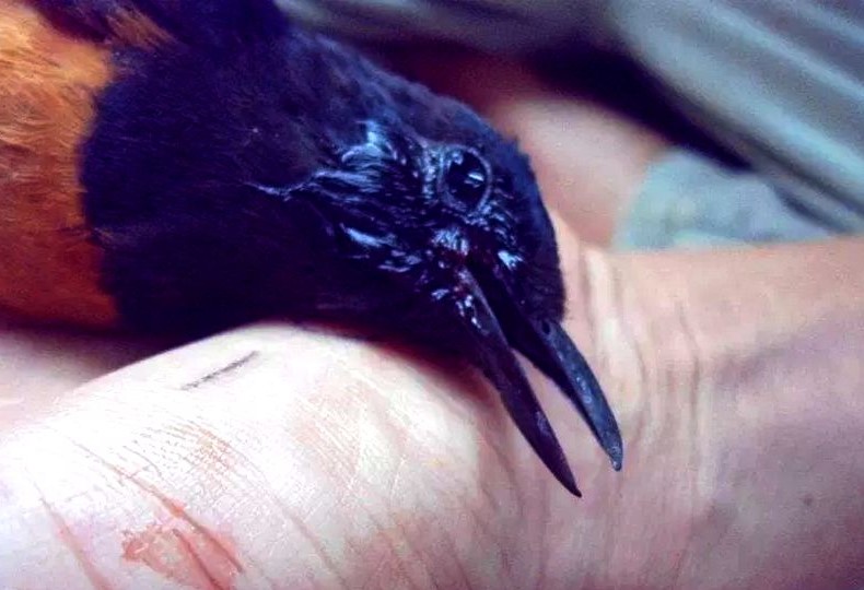 6 Penyakit Murai Batu Dan Cara Mengatasinya