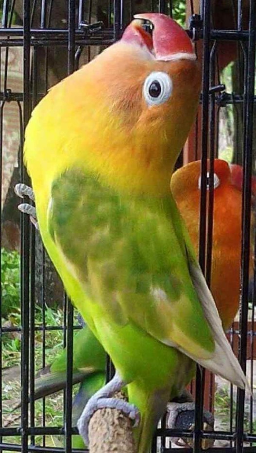 Cara Membuat Lovebird Ngekek Panjang