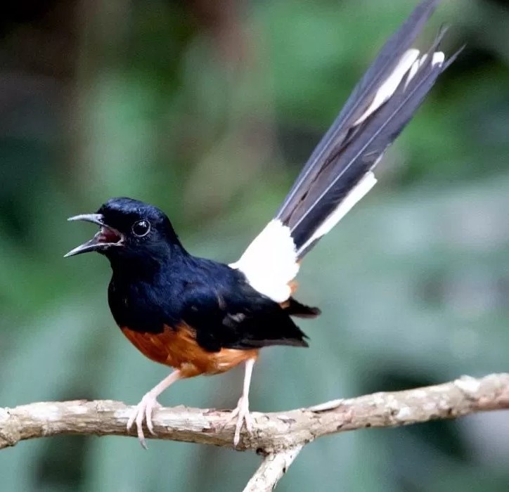 Jenis Burung Murai Batu Terpopuler di Indonesia