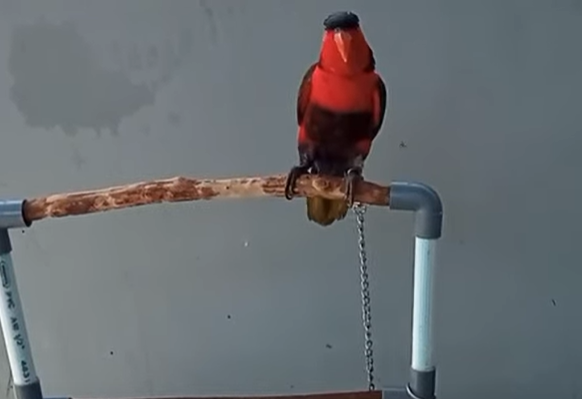 Cara Menjinakkan Burung Nuri