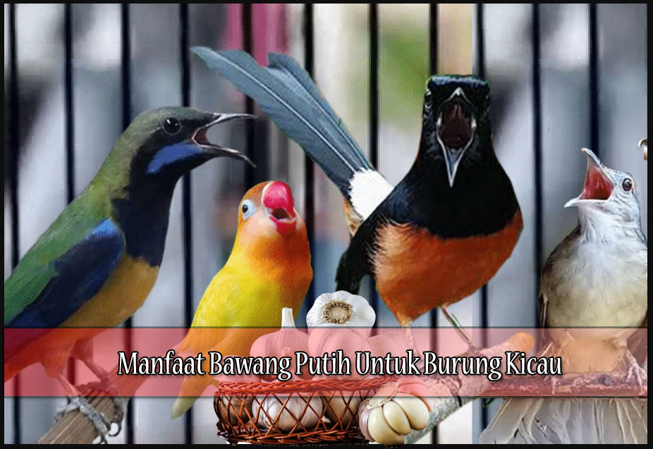 Manfaat Bawang Putih Untuk Burung Kicau