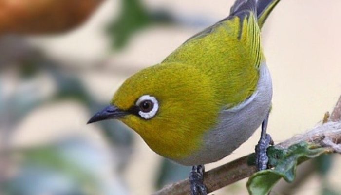 4-manfaat-cabai-untuk-burung-pleci-agar-rajin-berkicau